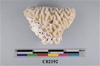 藏品(珊瑚化石)的圖片